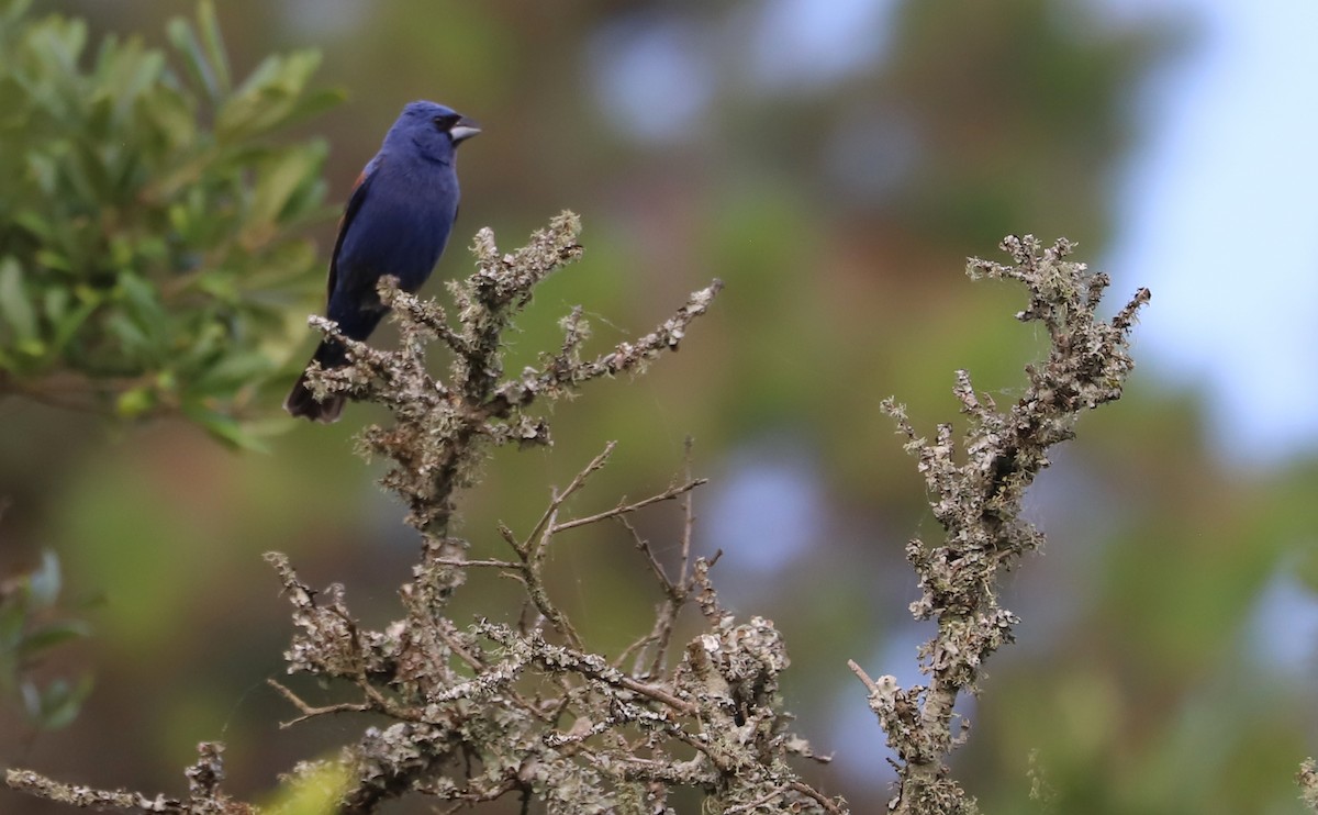 Guiraca bleu - ML620278998