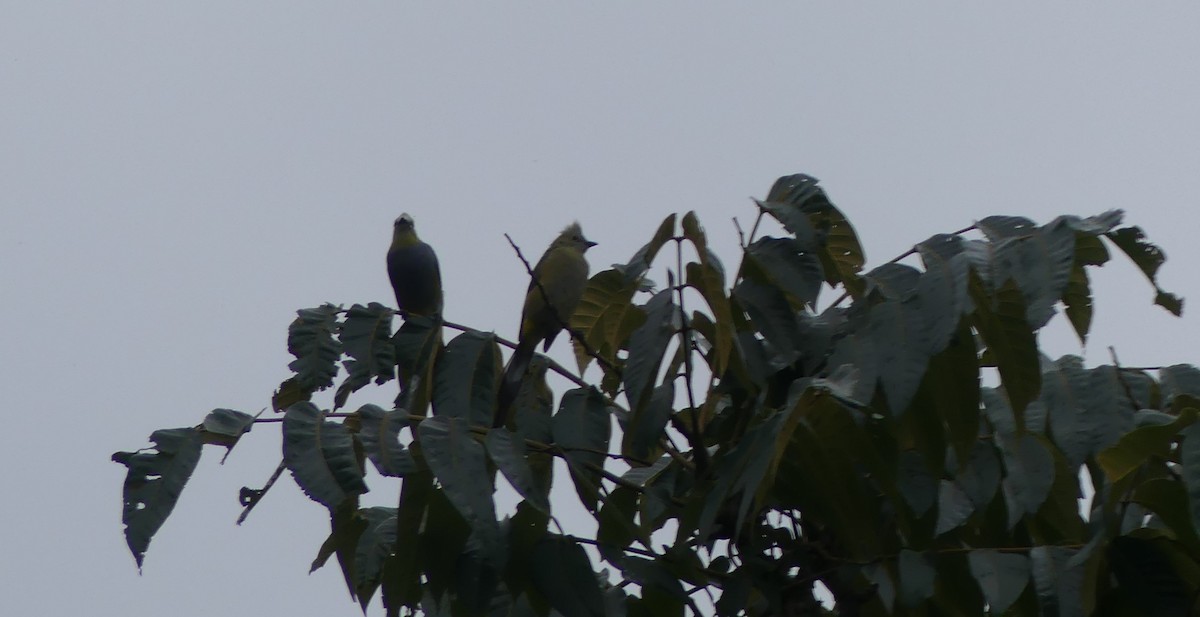 Long-tailed Silky-flycatcher - ML620278999