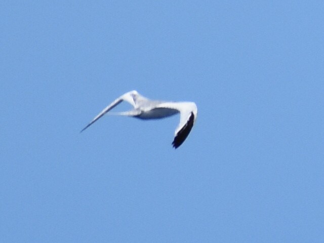 Red-billed Tropicbird - ML620279002