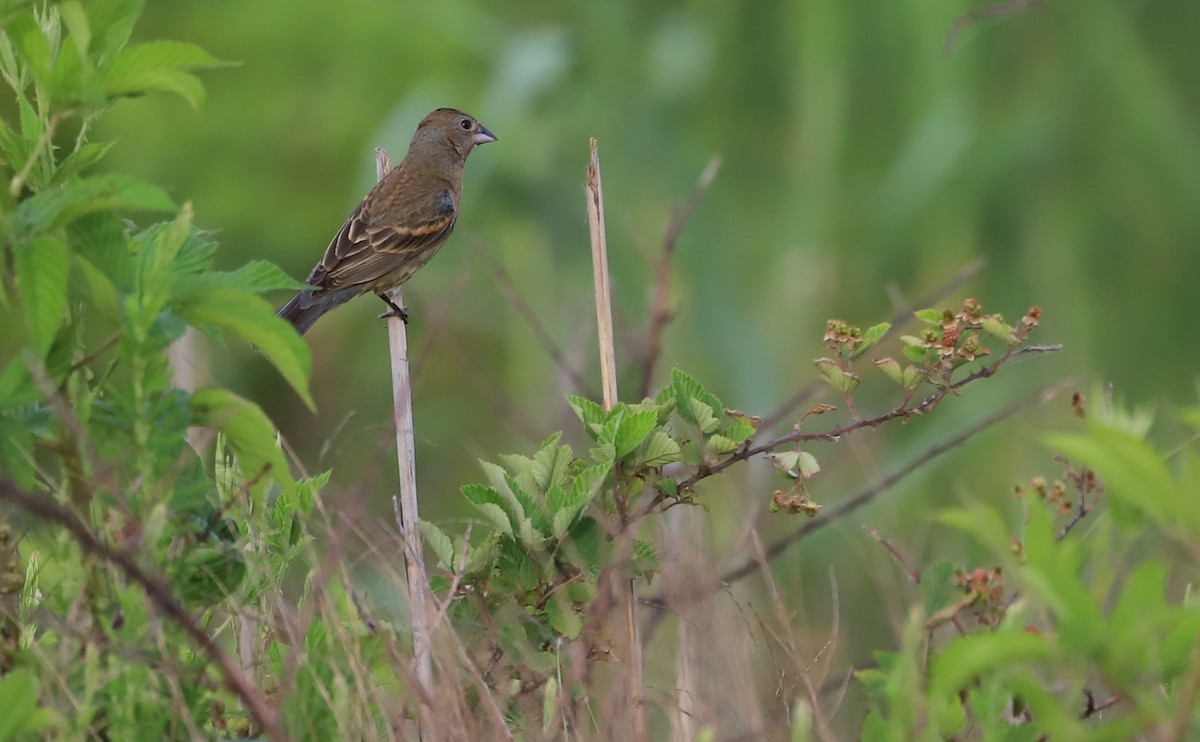 Blue Grosbeak - ML620279008