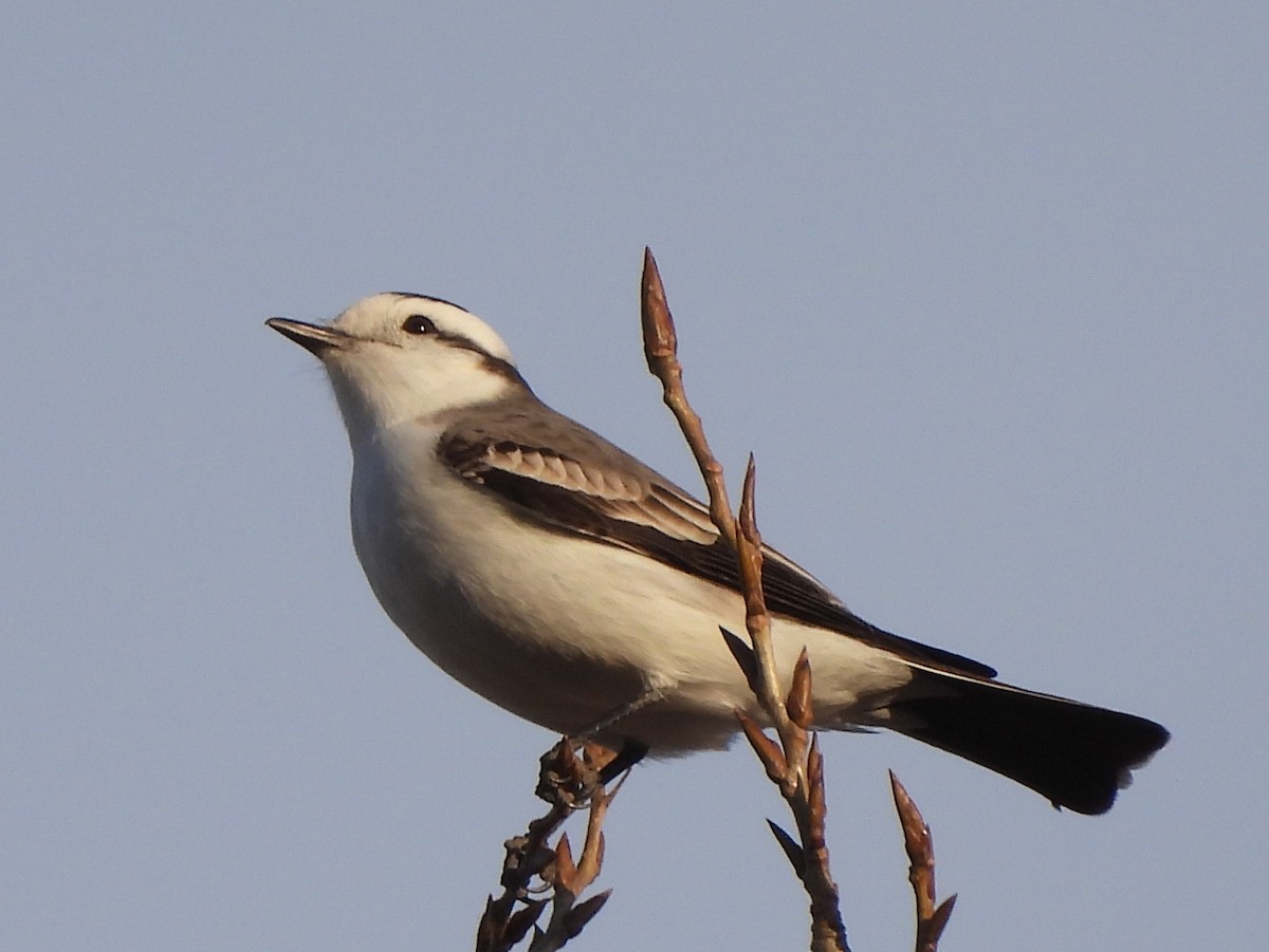 Black-crowned Monjita - ML620279011