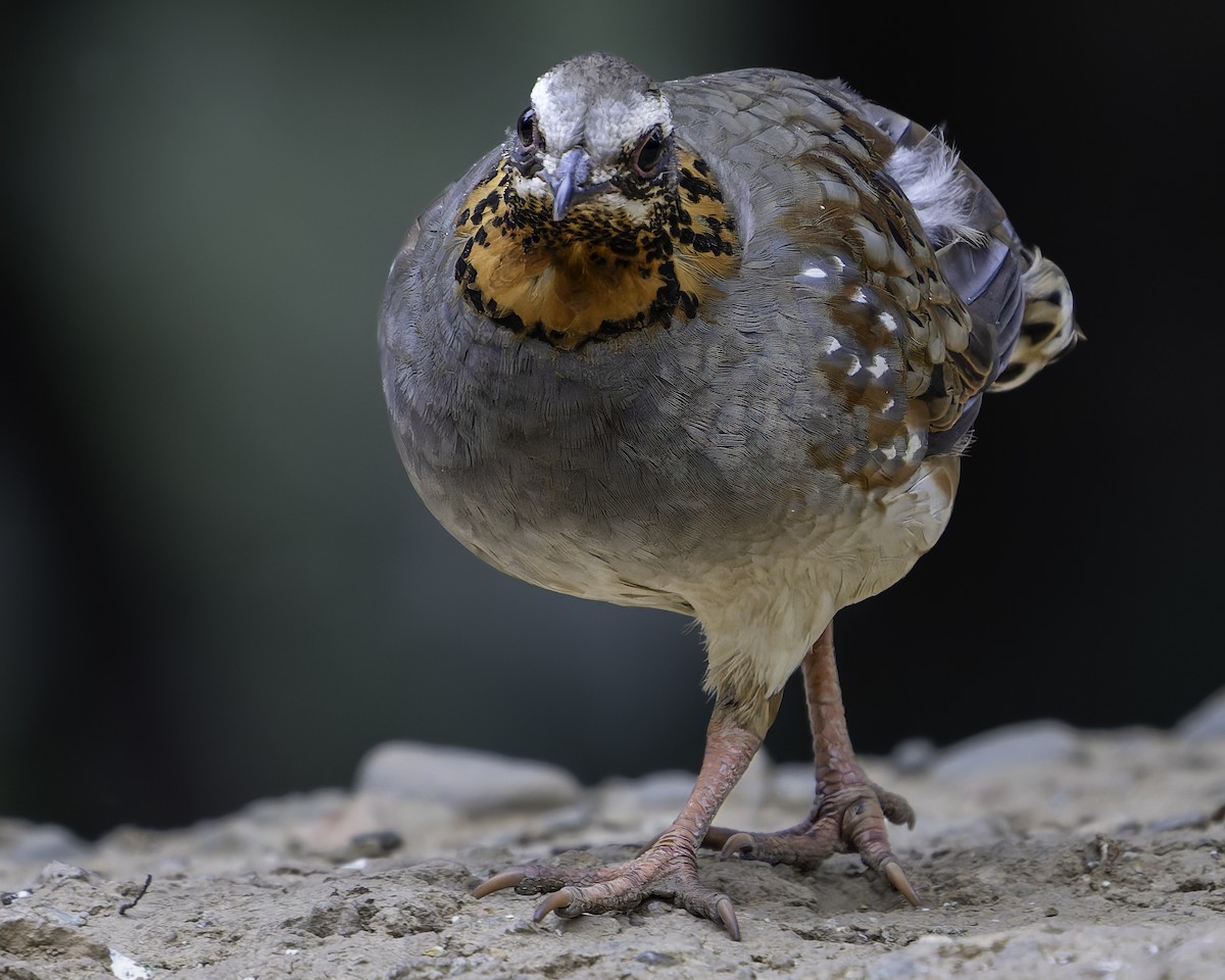 Rufous-throated Partridge - ML620279013