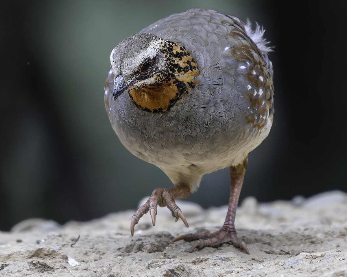 Rufous-throated Partridge - ML620279014