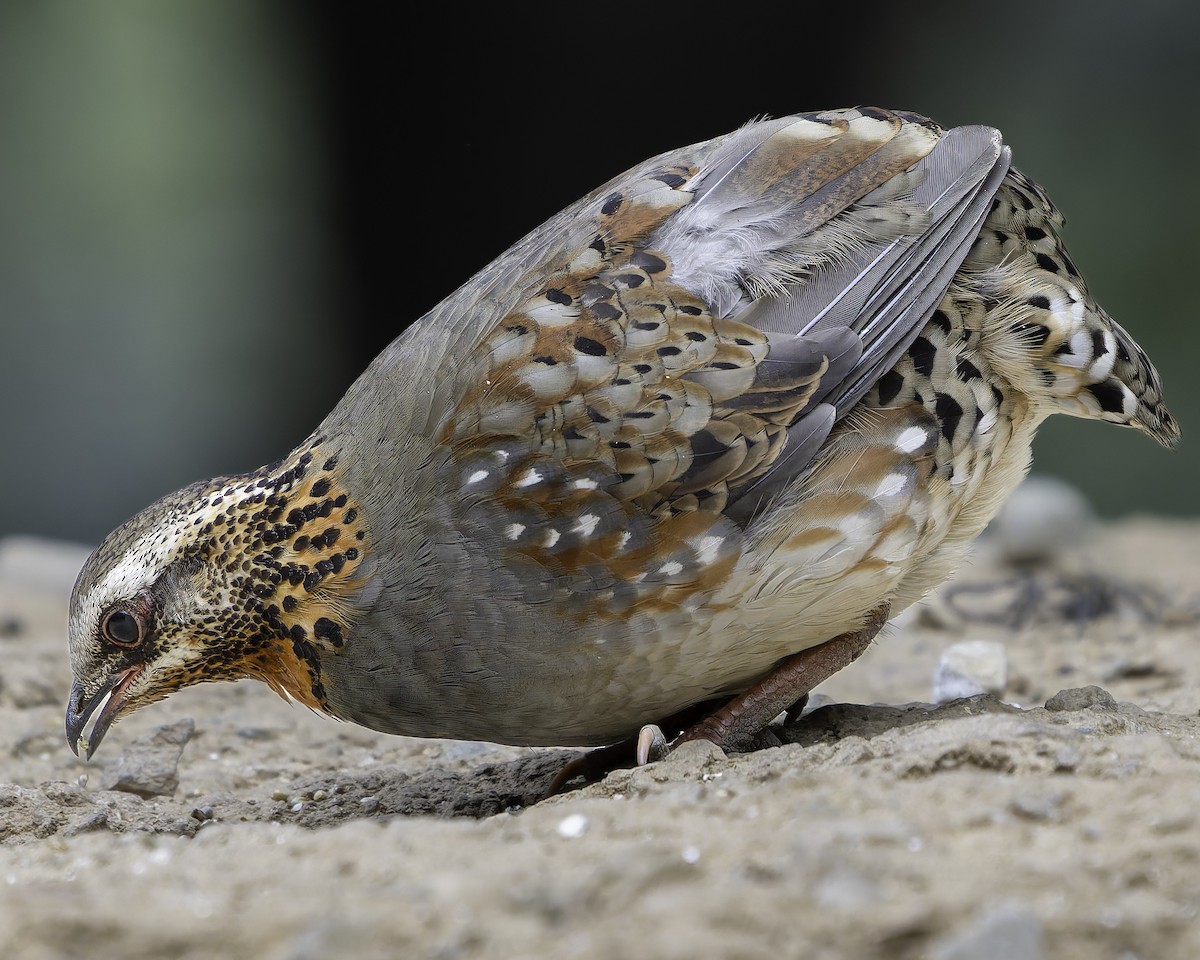 Rufous-throated Partridge - ML620279018