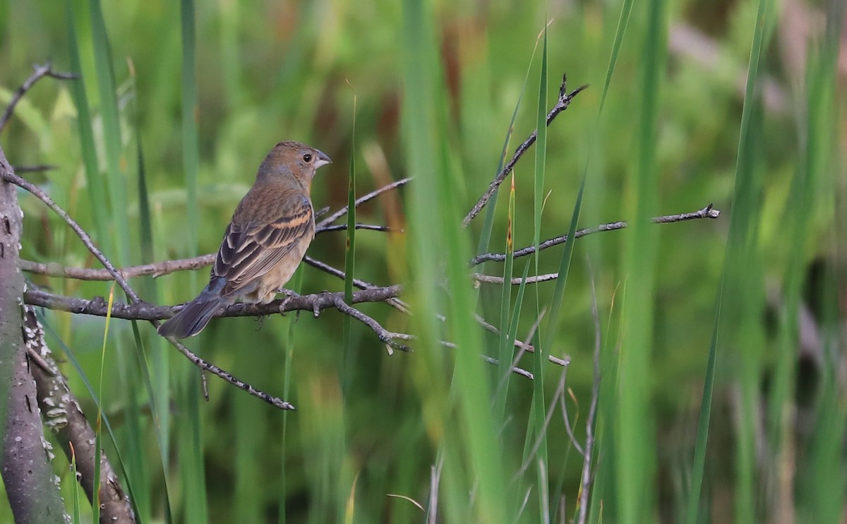 Blue Grosbeak - ML620279022