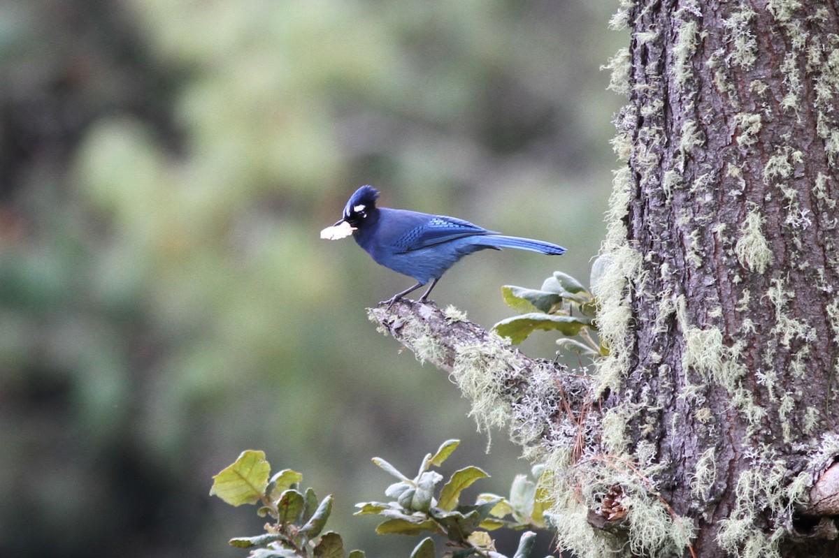 Steller's Jay (Middle American) - ML620279023