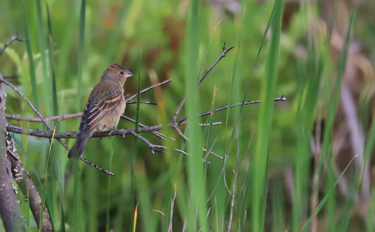 Blue Grosbeak - ML620279024