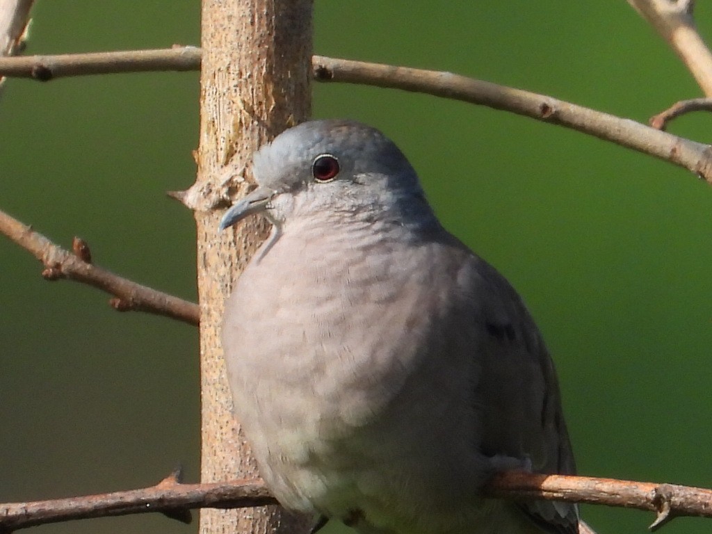 Plain-breasted Ground Dove - ML620279028