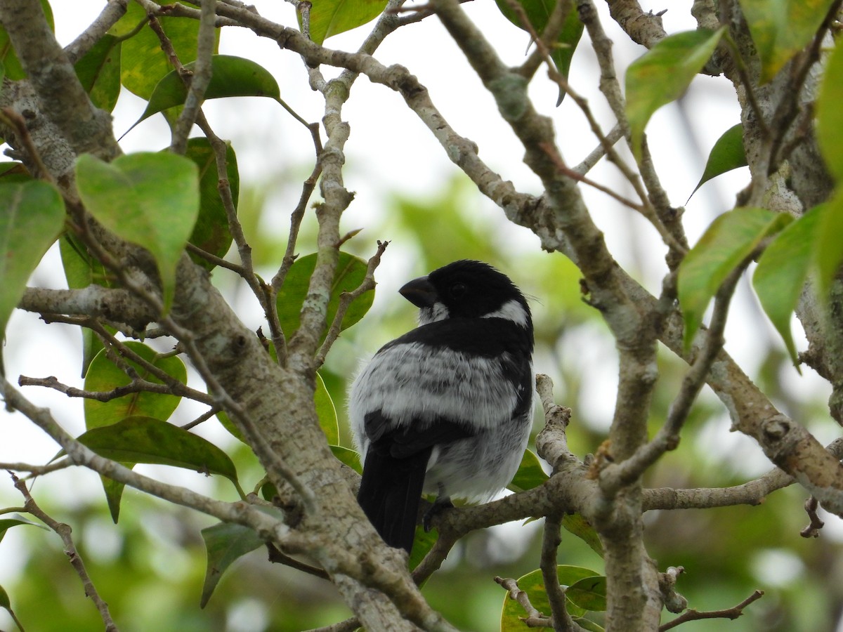 Wing-barred Seedeater (Caqueta) - ML620279030