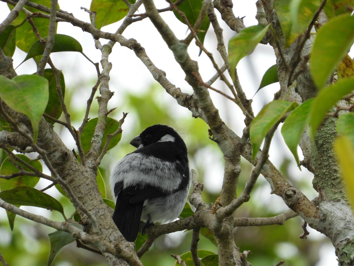 Wing-barred Seedeater (Caqueta) - ML620279034