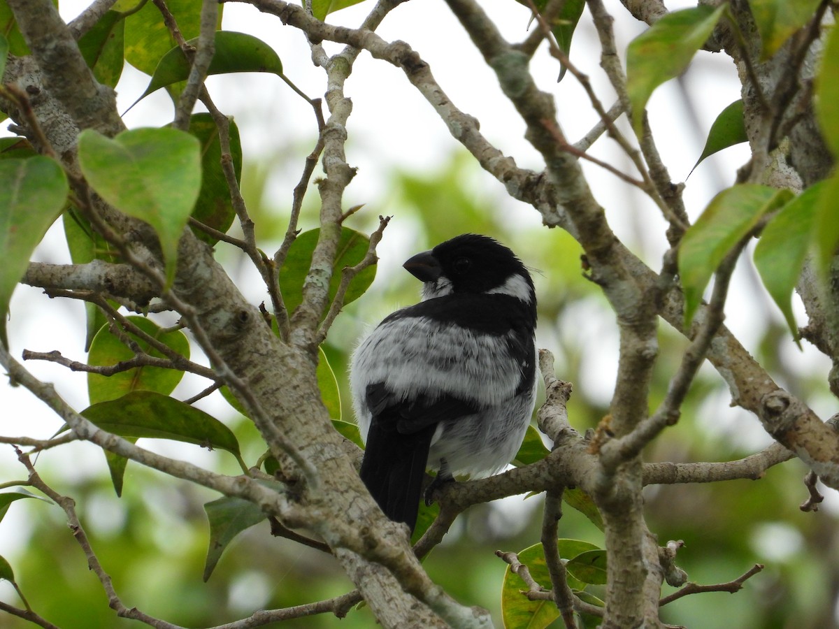 Wing-barred Seedeater (Caqueta) - ML620279037