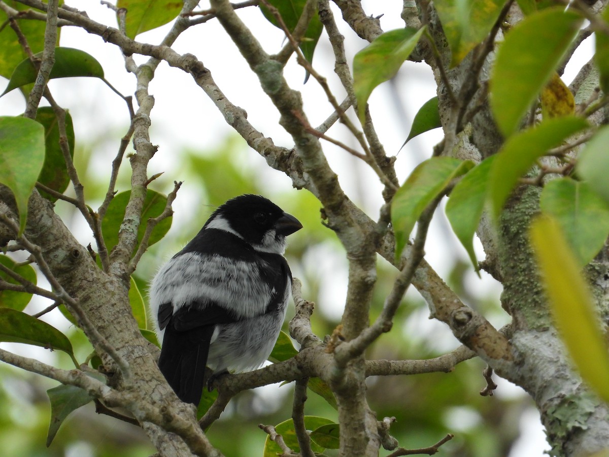 Wing-barred Seedeater (Caqueta) - ML620279040