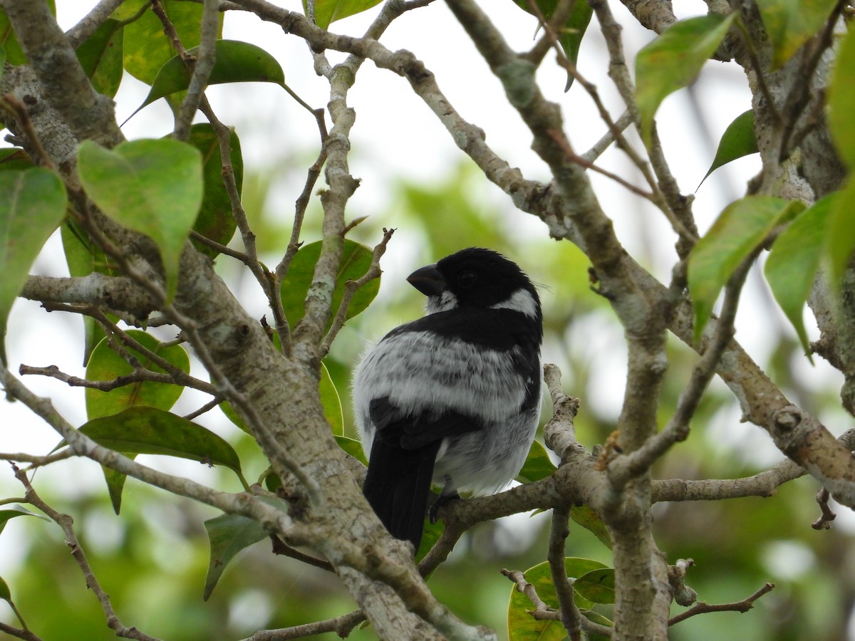 Wing-barred Seedeater (Caqueta) - ML620279042