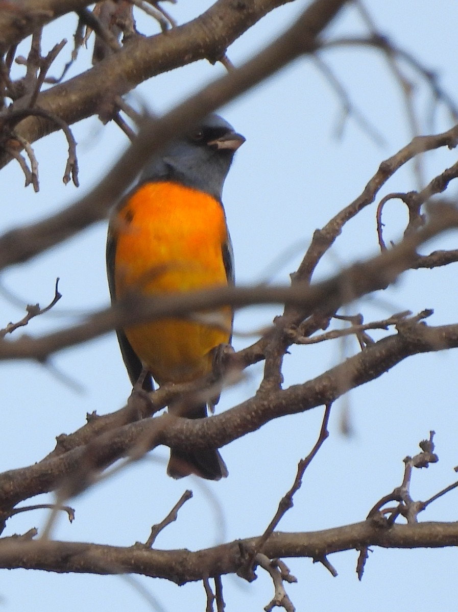 Blue-and-yellow Tanager - ML620279059