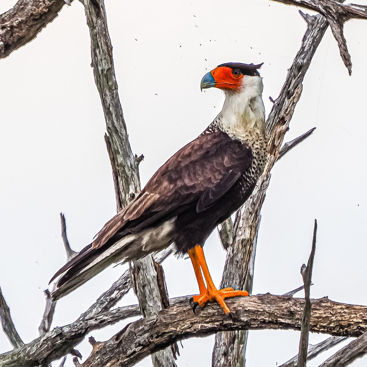 Caracara huppé - ML620279069