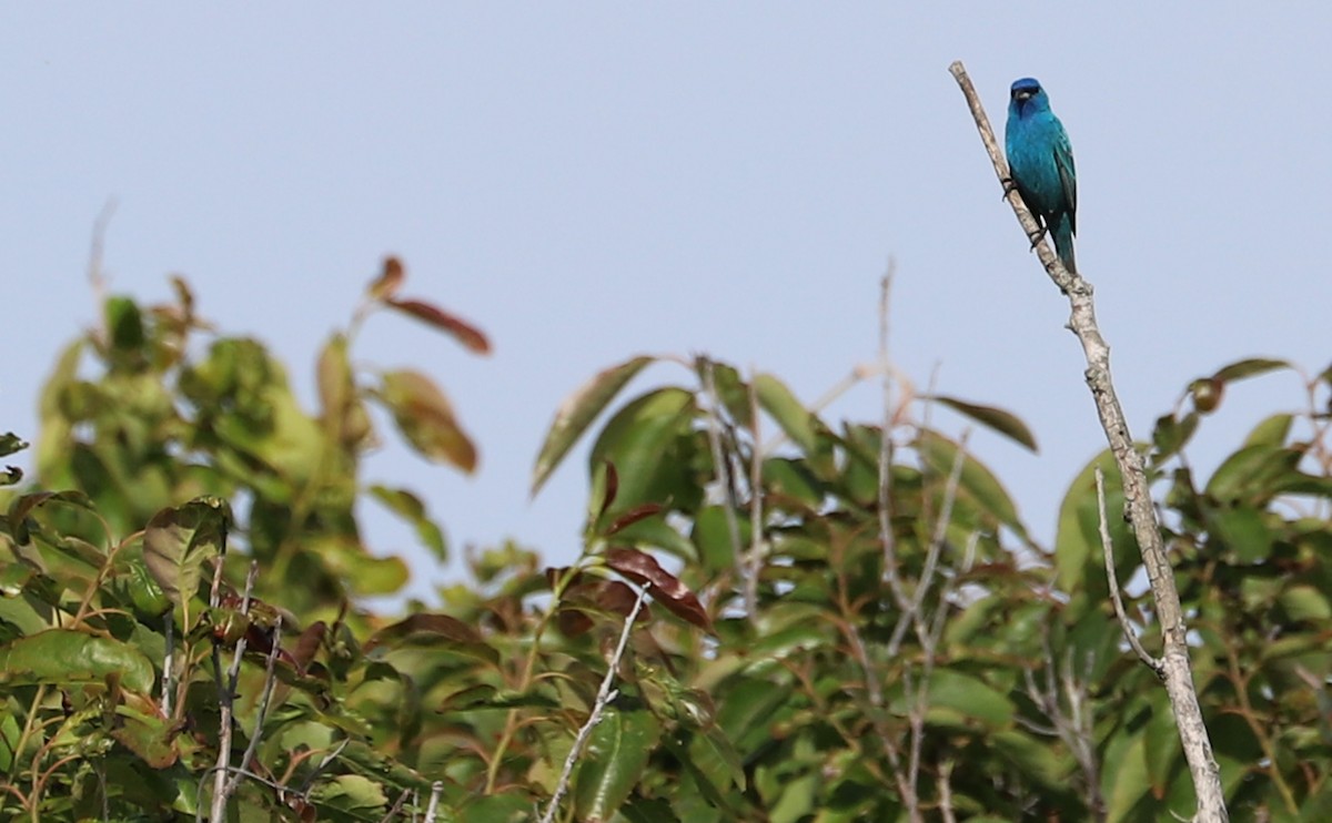 Indigo Bunting - ML620279070