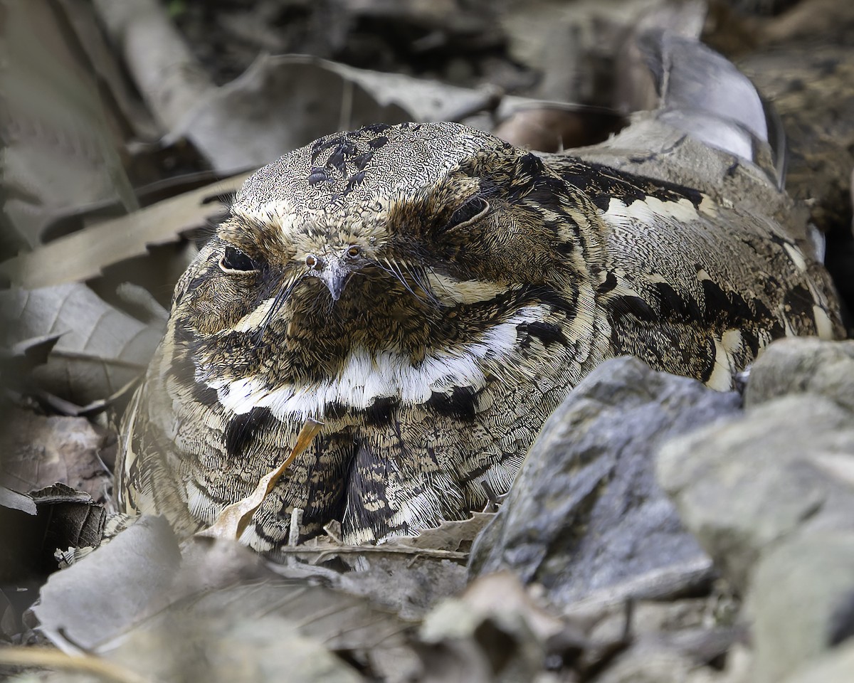 Large-tailed Nightjar - ML620279078