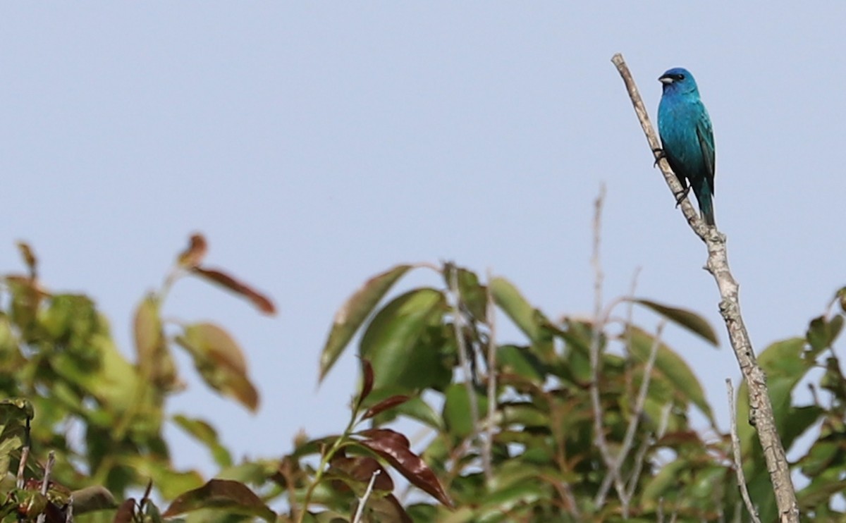 Indigo Bunting - ML620279082