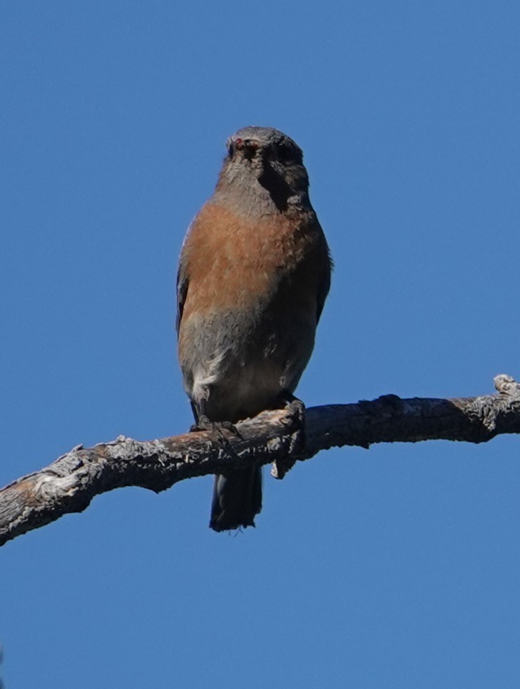 Western Bluebird - ML620279084