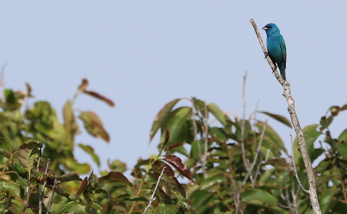 Indigo Bunting - ML620279085