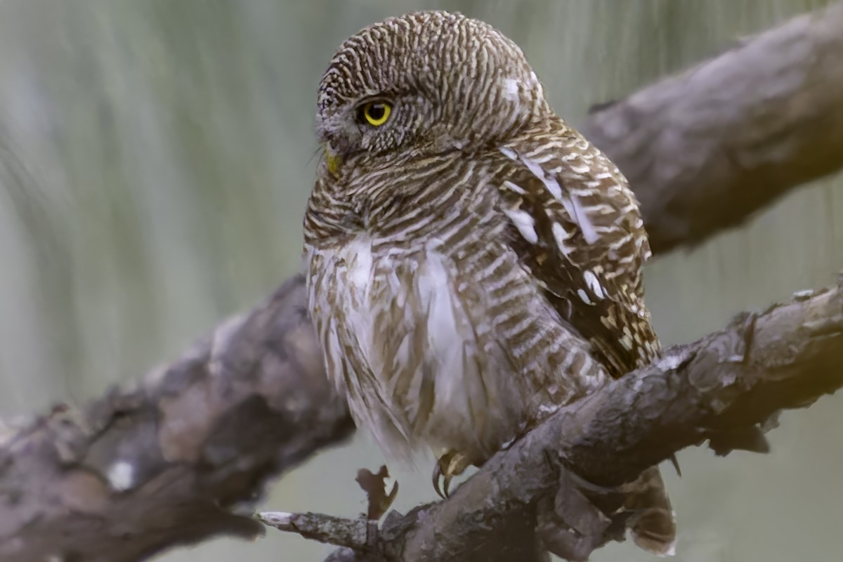 Asian Barred Owlet - ML620279089