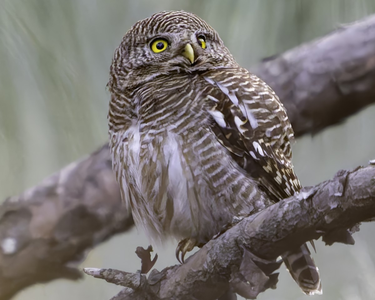 Asian Barred Owlet - Grant Price