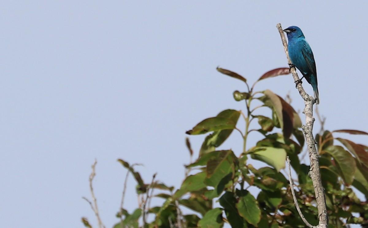 Indigo Bunting - Rob Bielawski