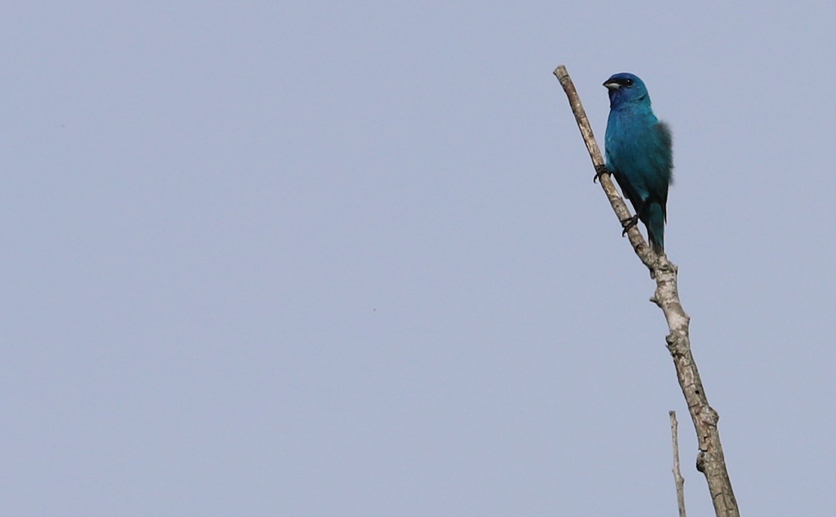 Indigo Bunting - ML620279100