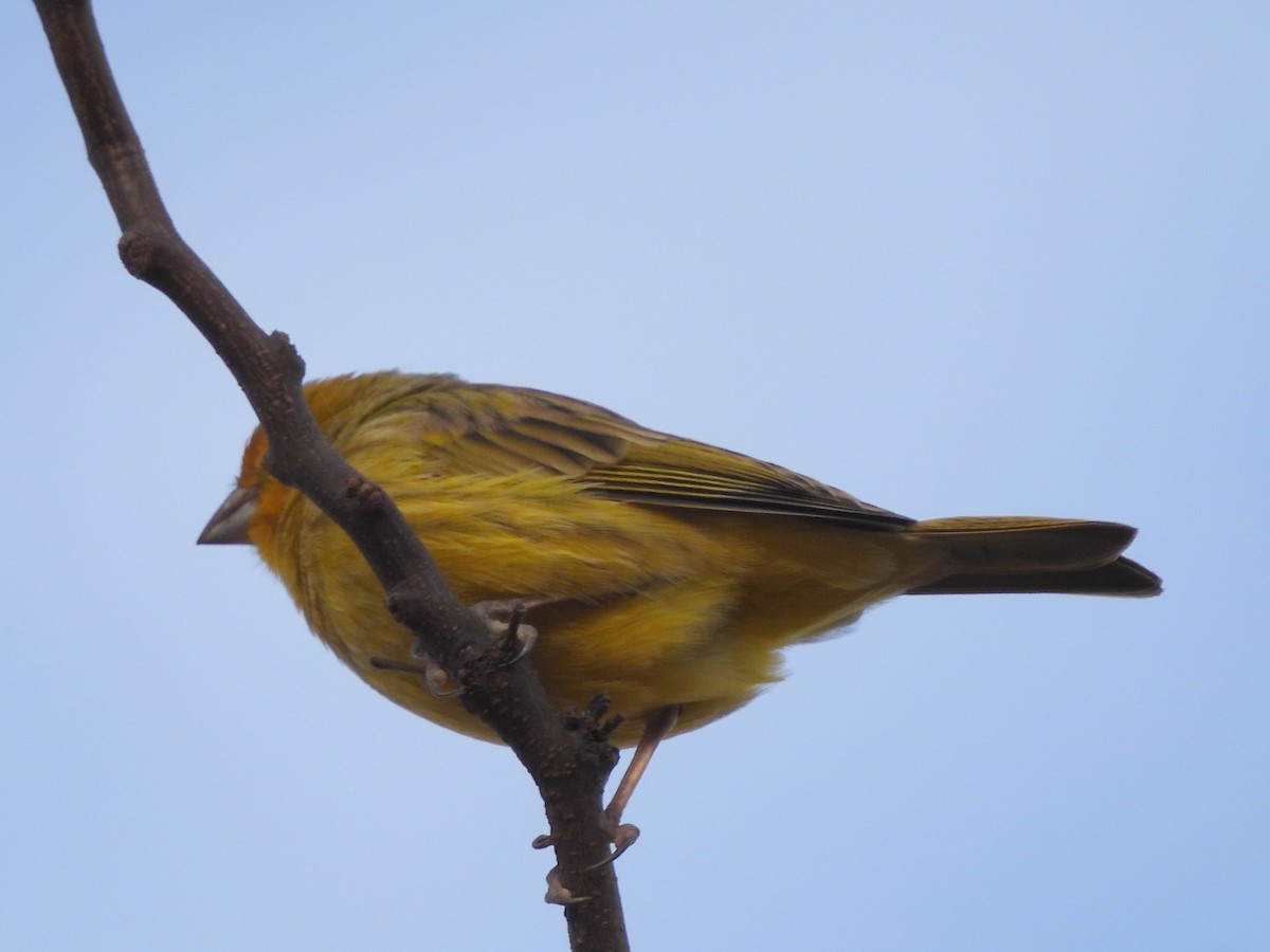 Saffron Finch - ML620279103