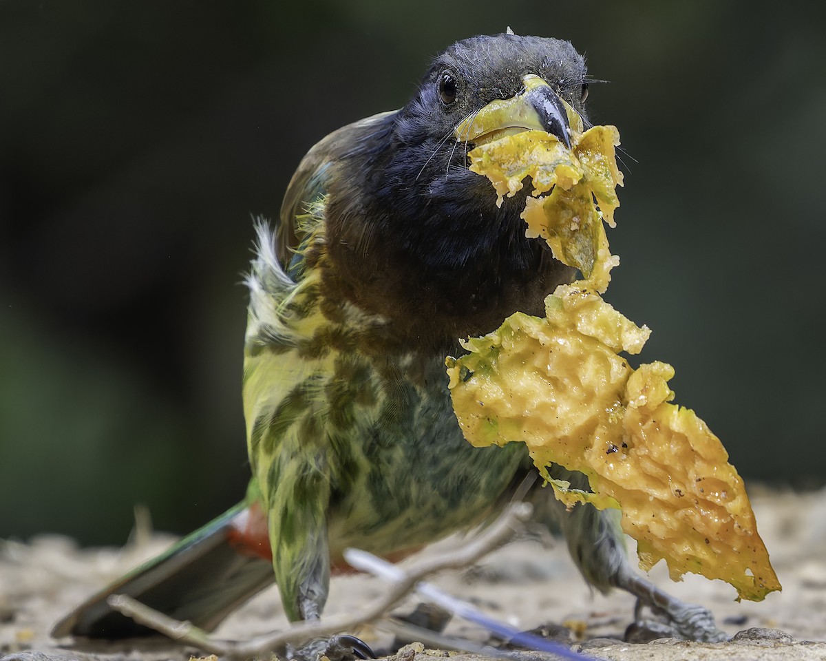 Great Barbet - ML620279104