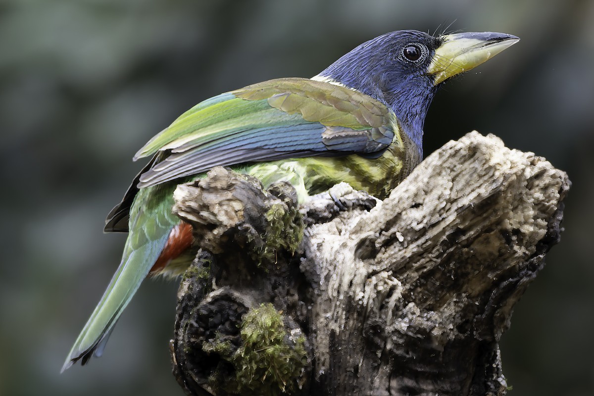 Great Barbet - ML620279106