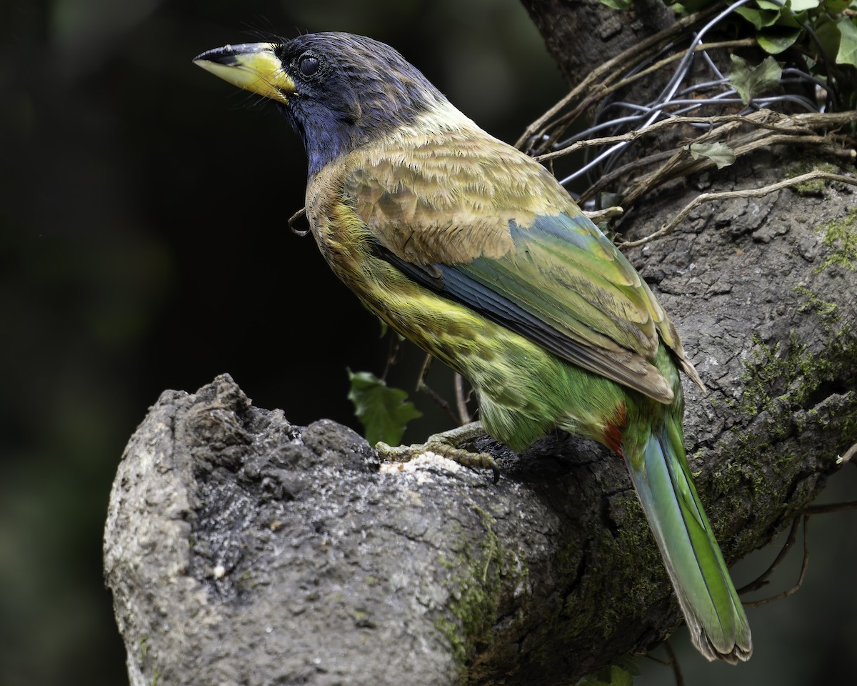 Great Barbet - ML620279109