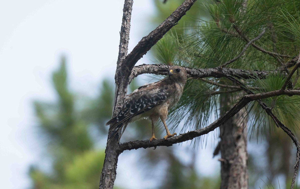 Red-shouldered Hawk - ML620279110