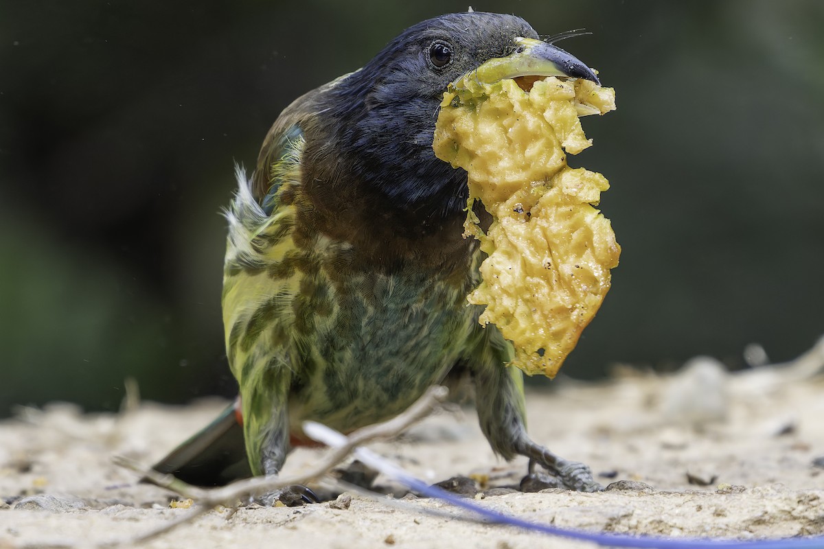 Great Barbet - ML620279111