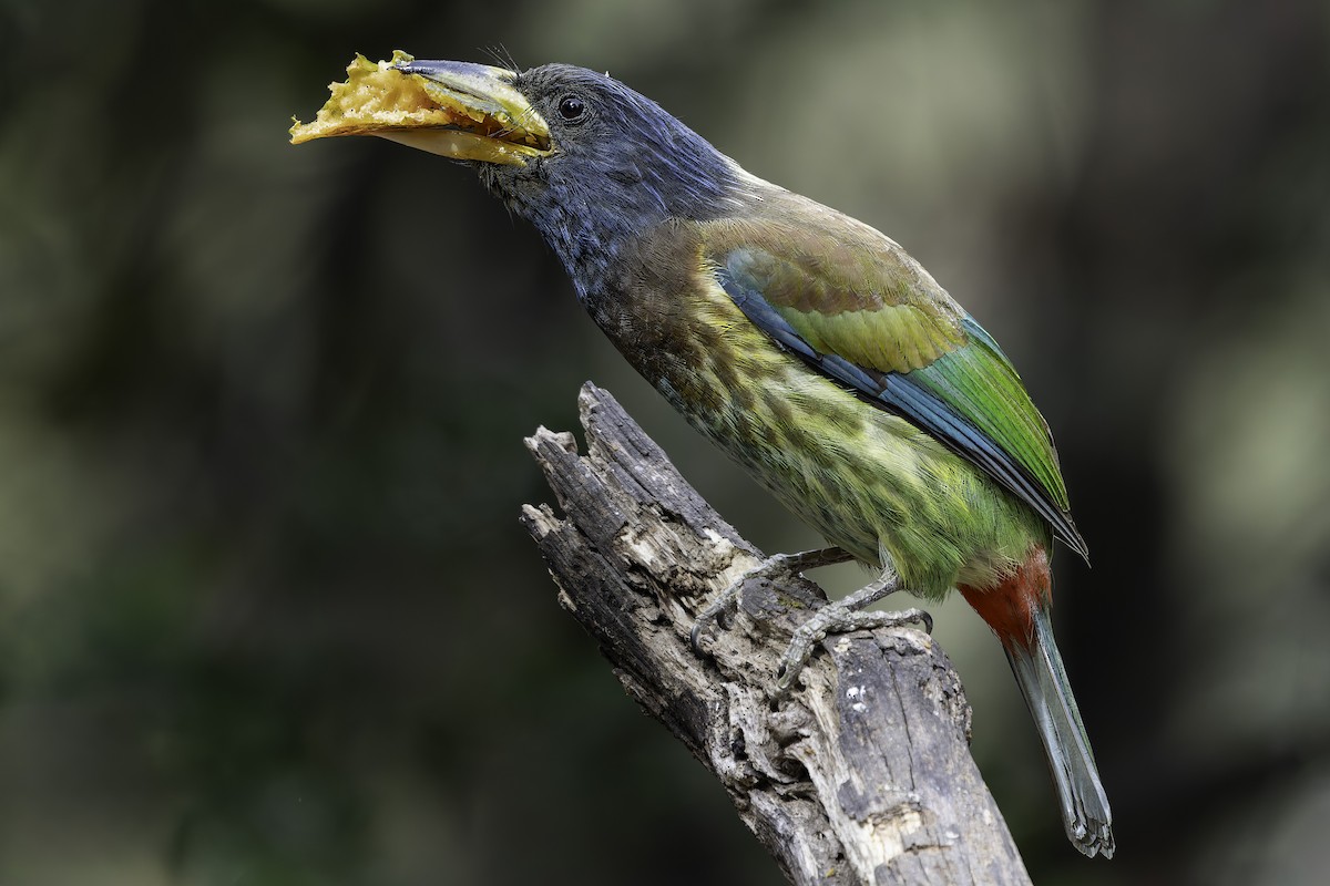 Great Barbet - ML620279112