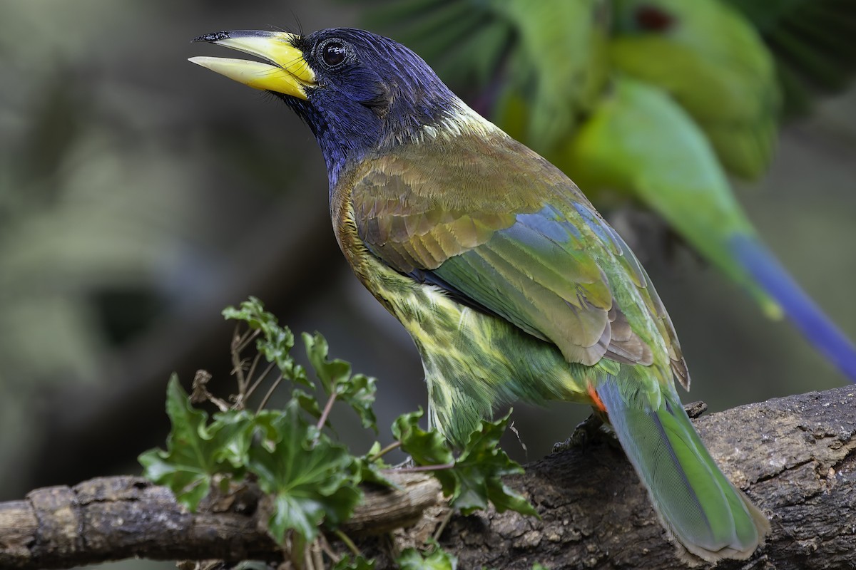 Great Barbet - ML620279113