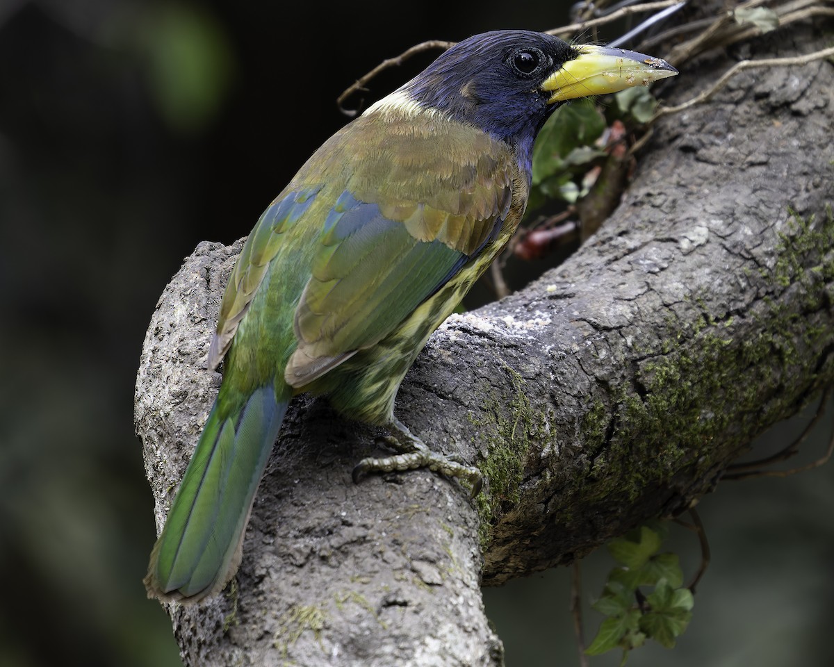 Great Barbet - ML620279115