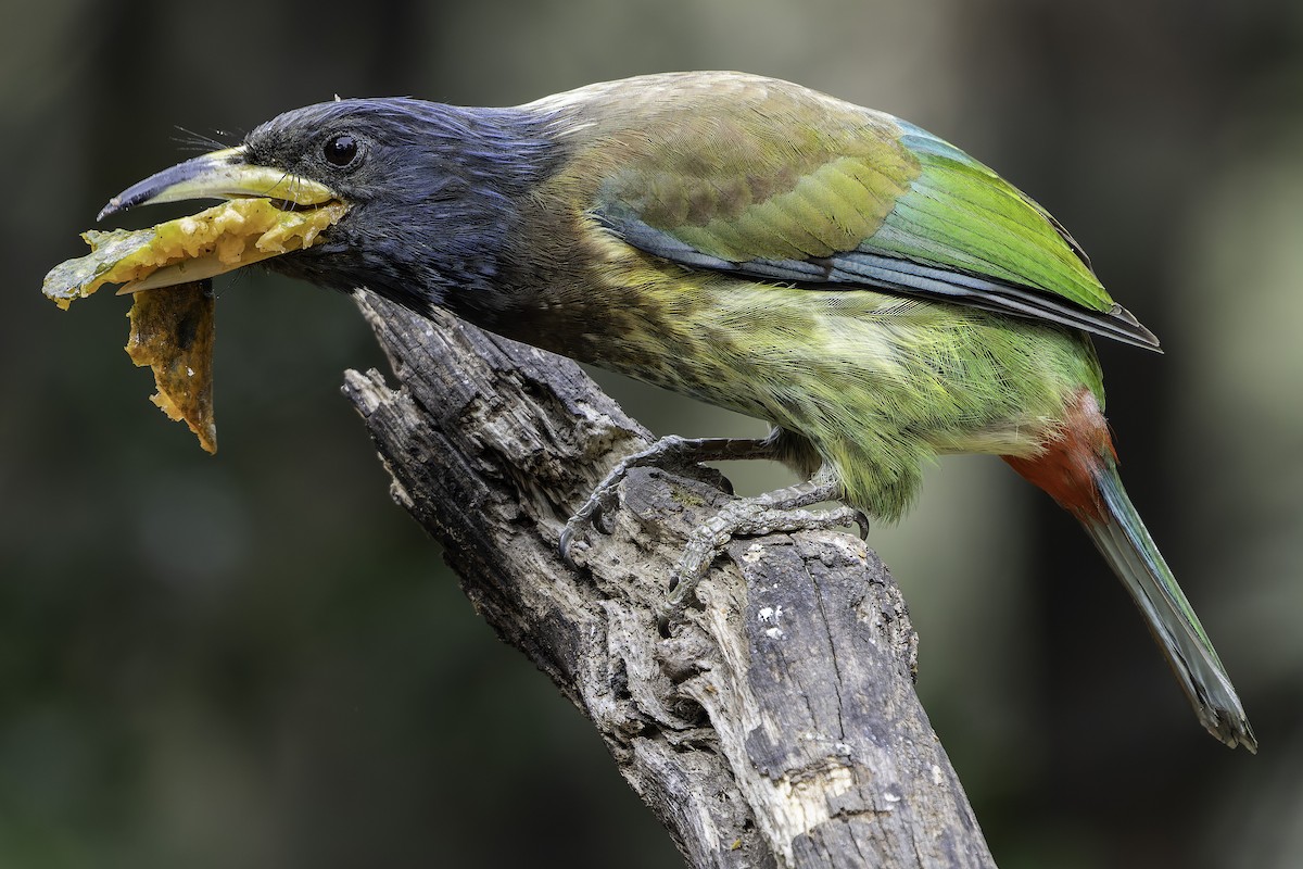 Great Barbet - ML620279119