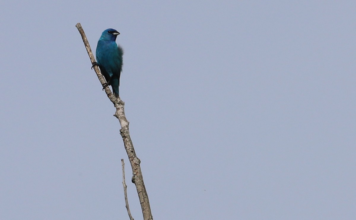 Indigo Bunting - ML620279120