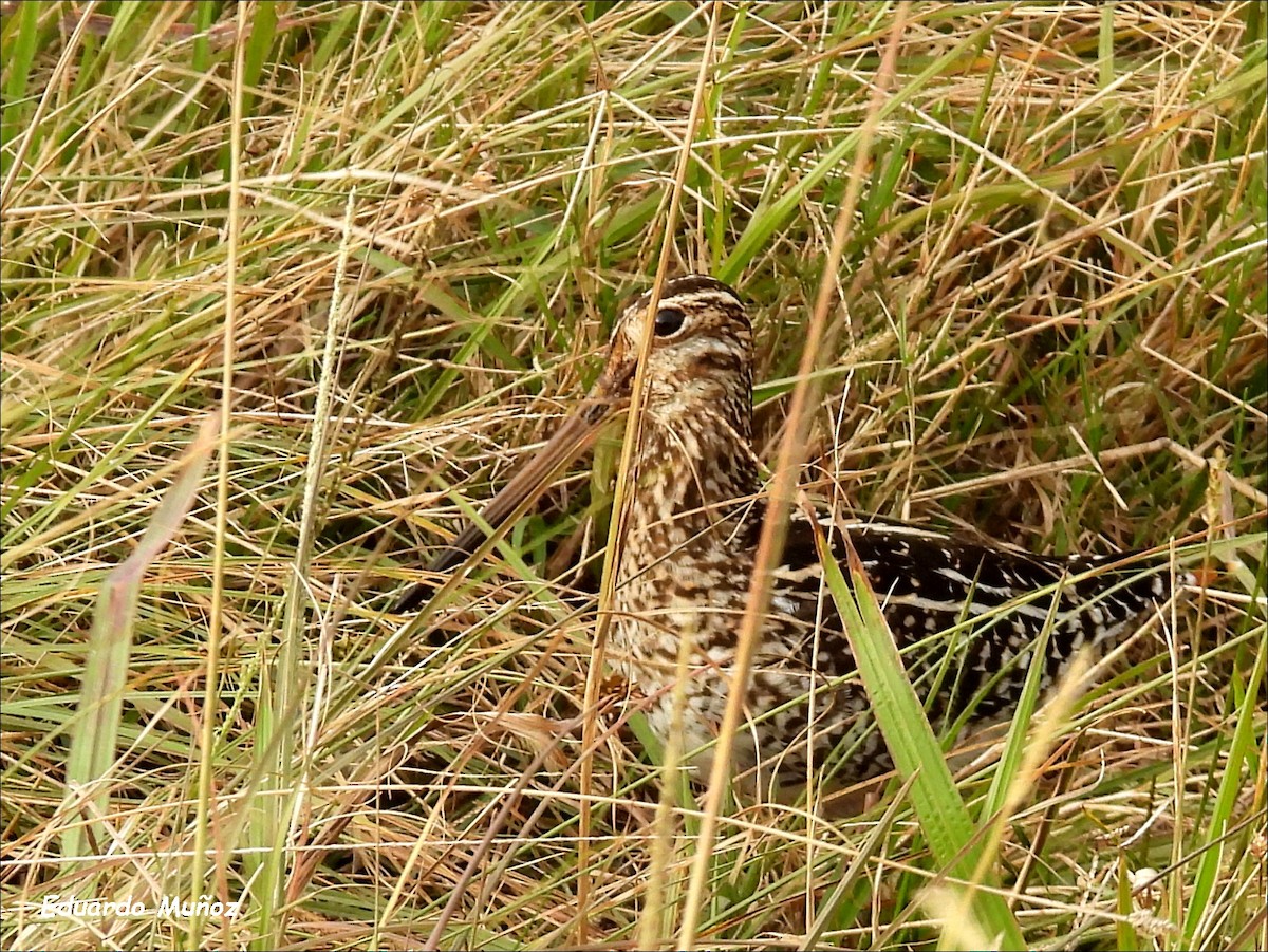 Pantanal Snipe - Hermann Eduardo Muñoz