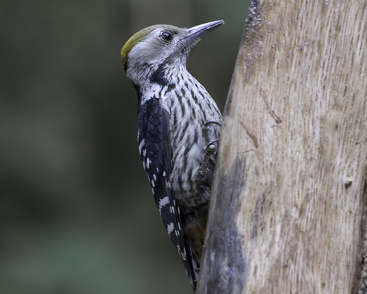 Brown-fronted Woodpecker - ML620279132