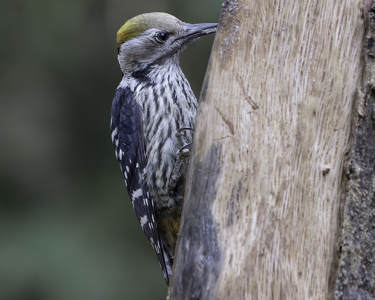 Brown-fronted Woodpecker - ML620279133