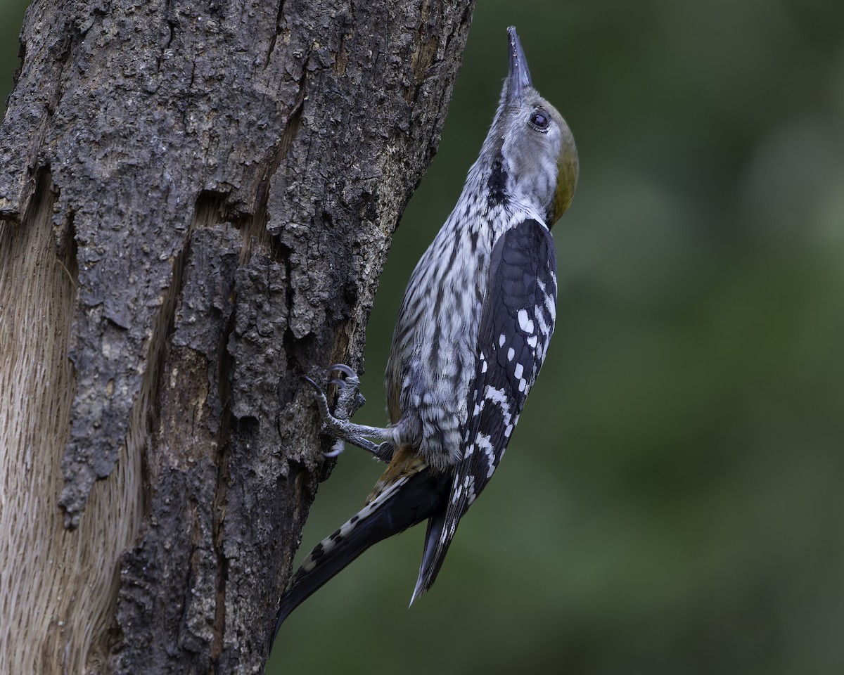 Brown-fronted Woodpecker - ML620279134