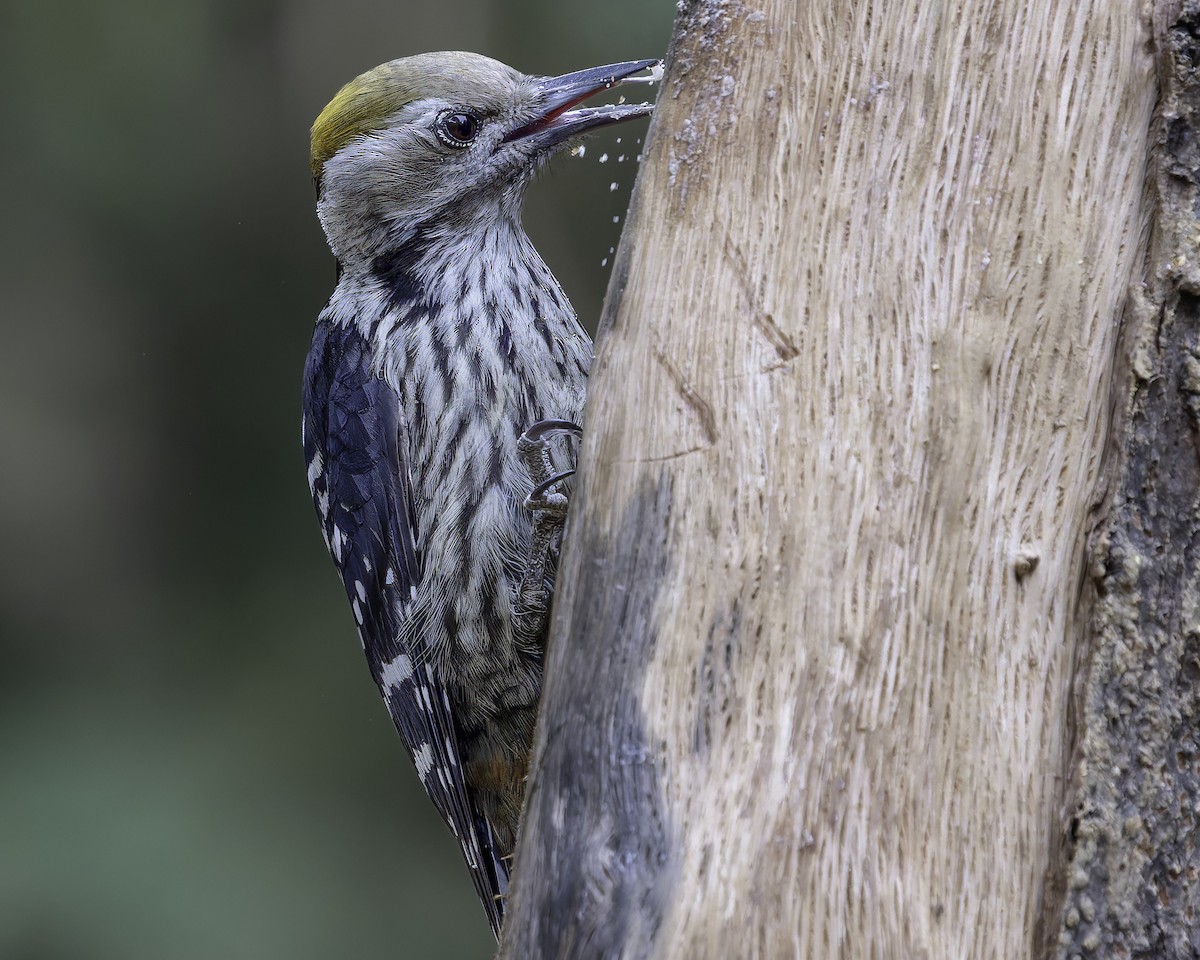 Brown-fronted Woodpecker - ML620279135