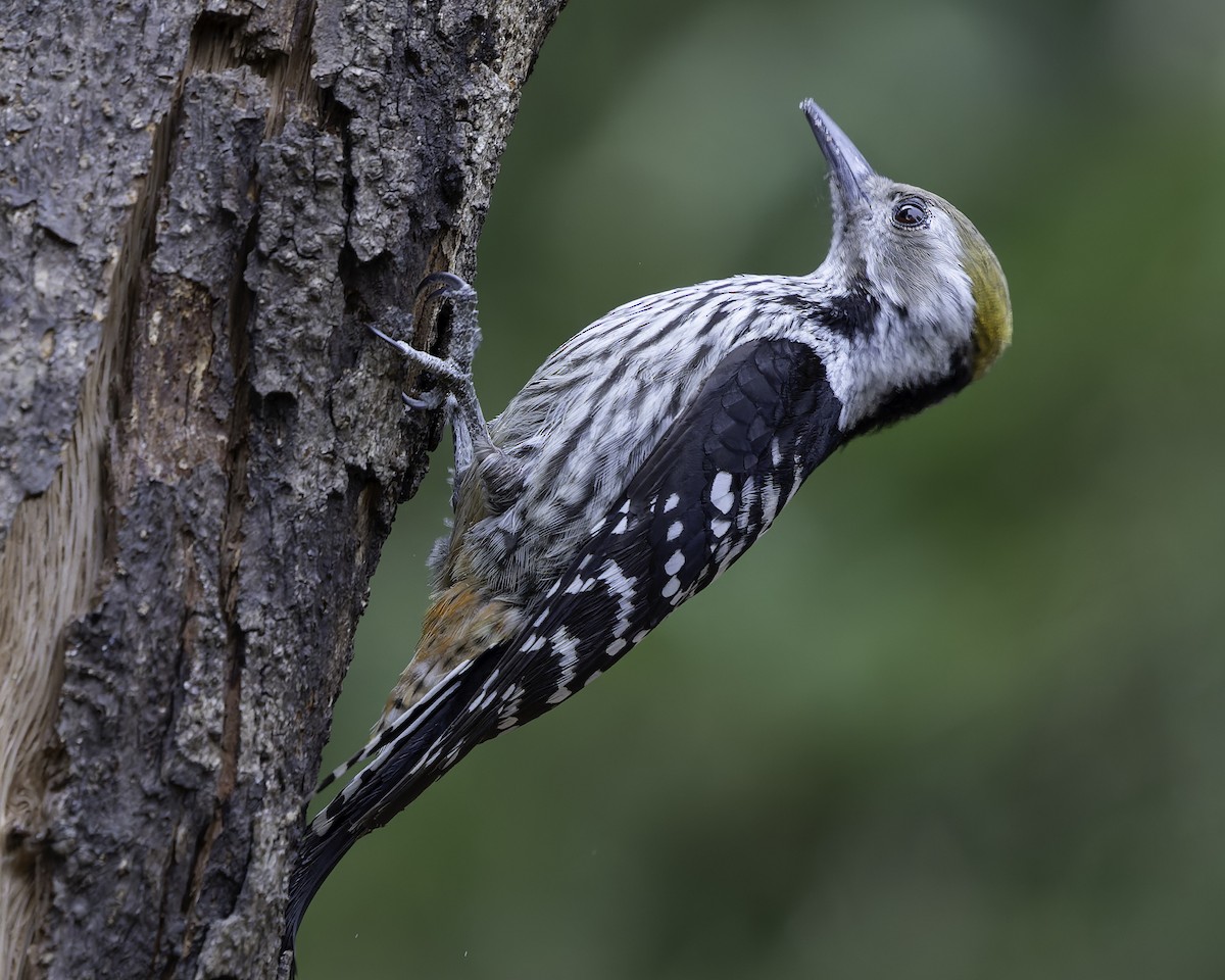 Brown-fronted Woodpecker - ML620279136
