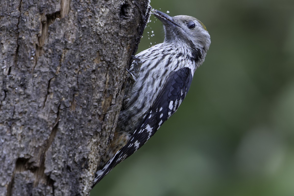 Brown-fronted Woodpecker - ML620279137