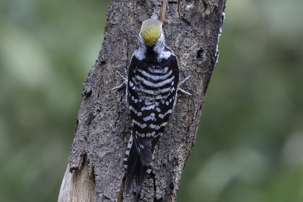 Brown-fronted Woodpecker - ML620279138