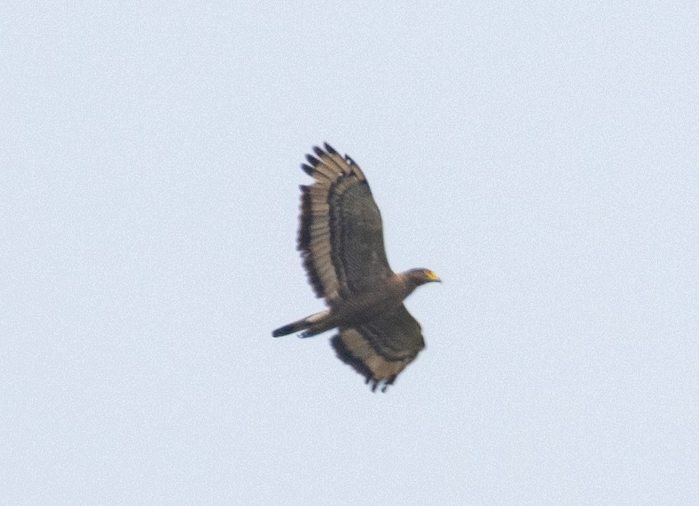 Crested Serpent-Eagle - ML620279139