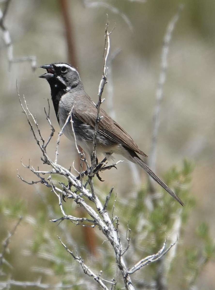 Black-throated Sparrow - ML620279150