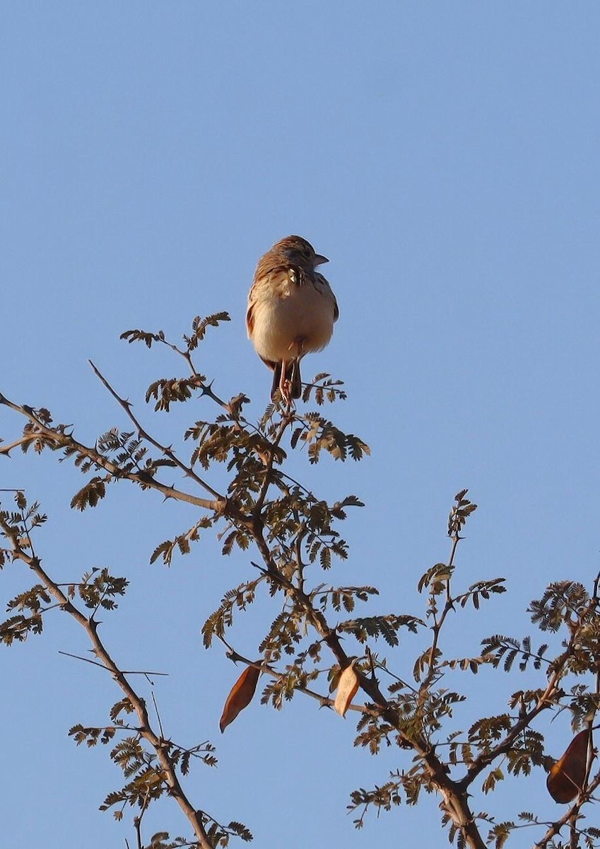 Indian Bushlark - ML620279157